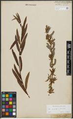 Foto von Salix purpurea L. x Salix viminalis L.